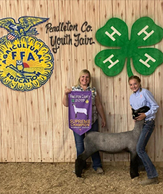 Slick CLub Lambs Winners